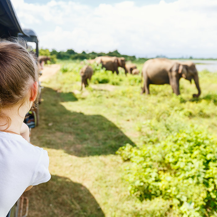 Sri Lanka, Udawalawe, Safari, Elefanten