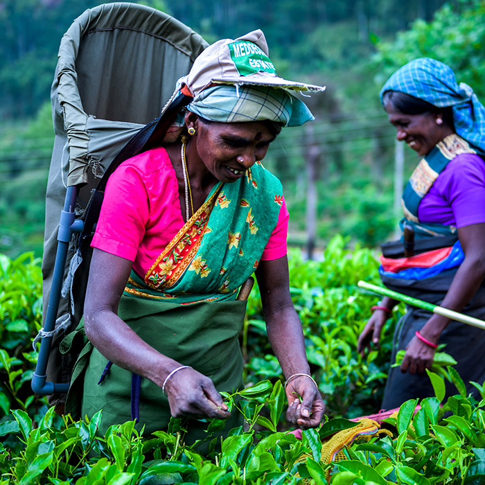 Sri Lanka, Teeplantagen, Pflücker