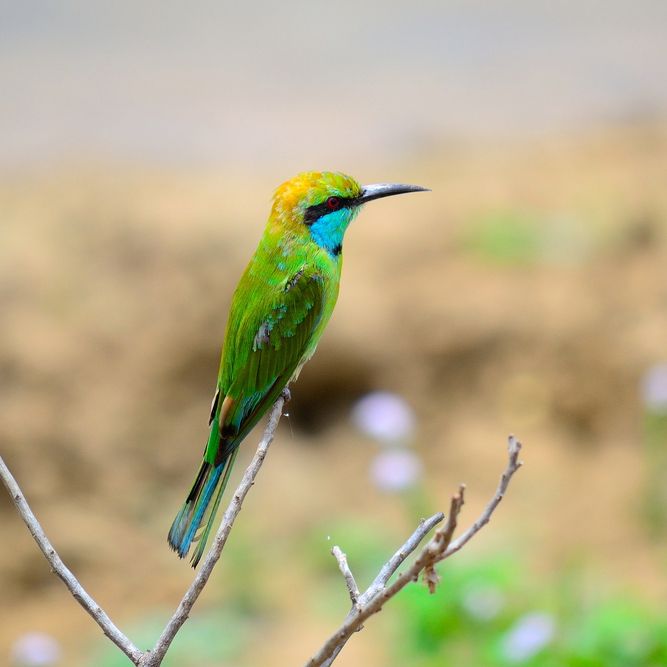 Safari, Wilpattu, Sri Lanka