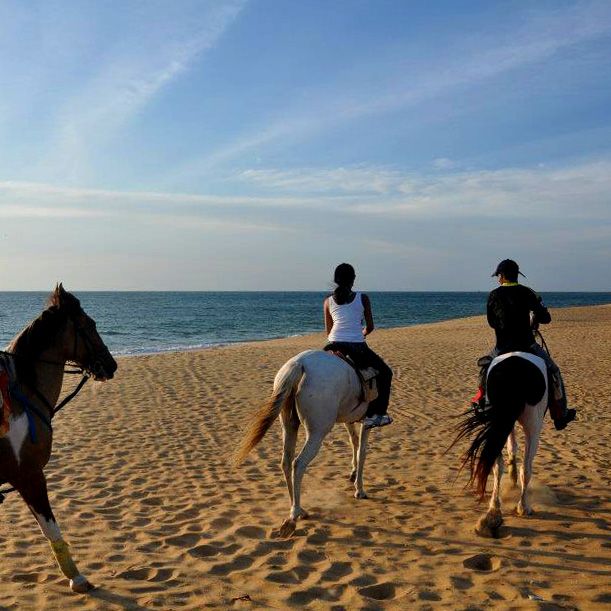 Horses, beach, Kalpitiya, Sri Lanka