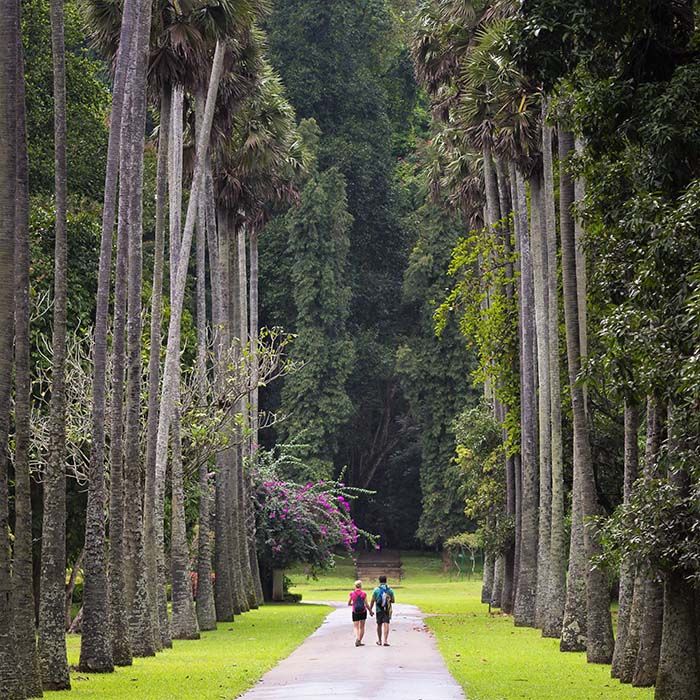 Botanischer Garten, Peradeniya, Kandy, Sri Lanka