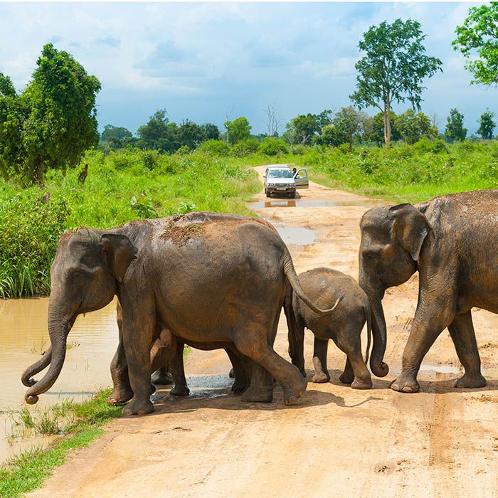 Safari, Udawalawe, Sri Lanka