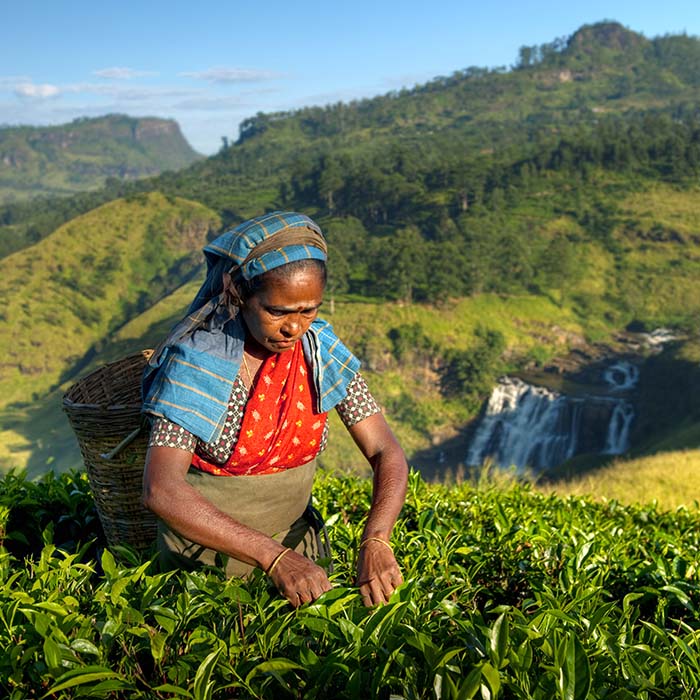 Tea plantations, Haputale, Sri Lanka