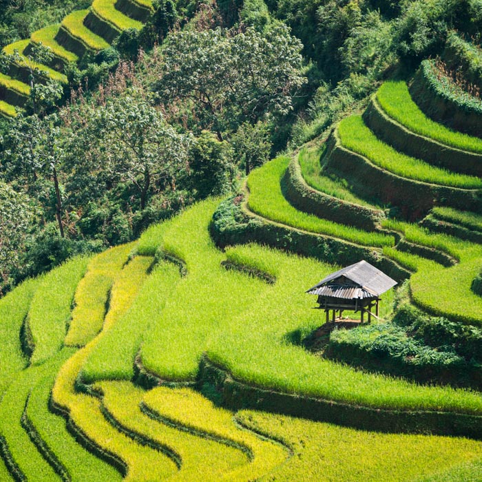 Vietnam, Sapa, Reisfelder