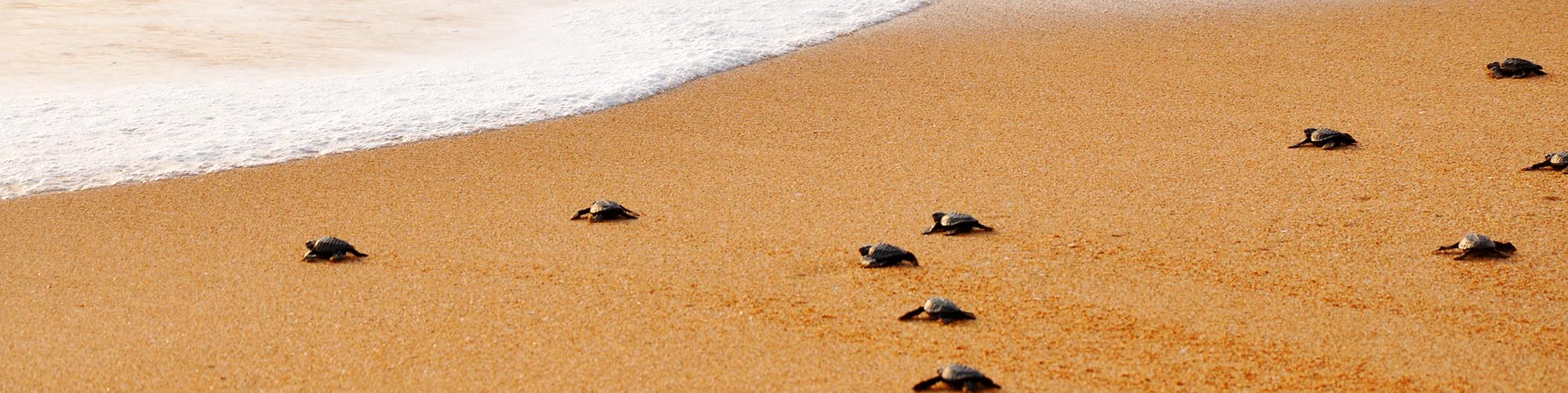 Schildkröten am Strand, Sri Lanka