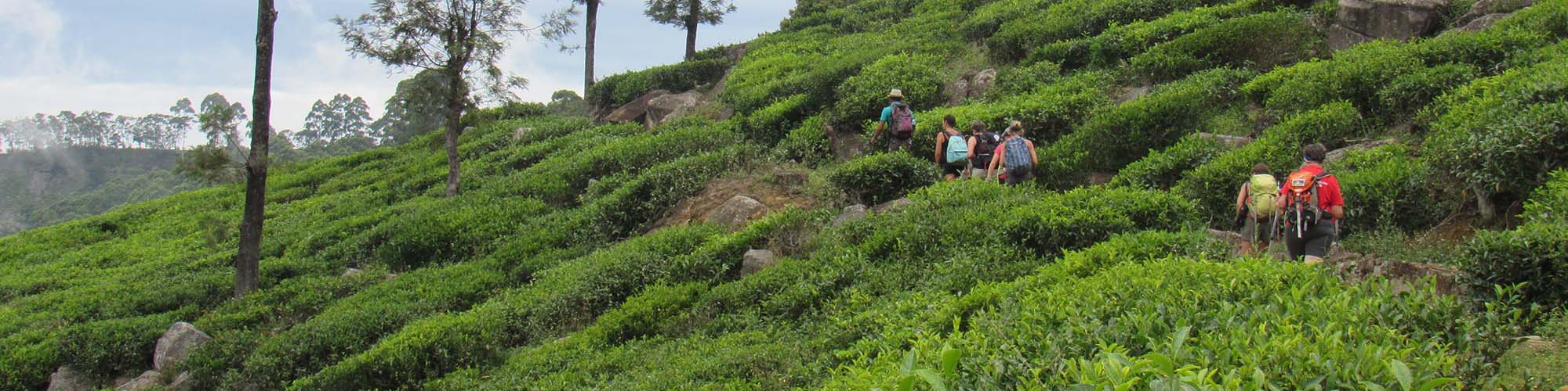 Tea trails trek, Haputale, Sri Lanka