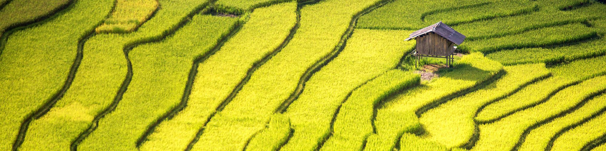 Vietnam, Sapa, Natur, Reisfelder